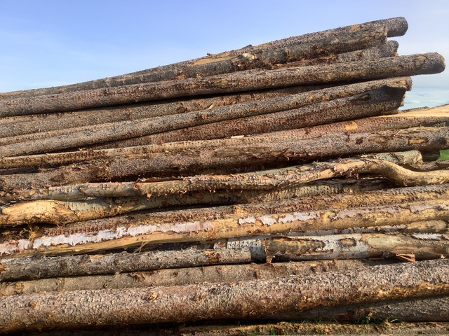 Seasoned firewood in Other in Grande Prairie - Image 2
