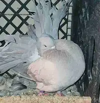 Free pigeons