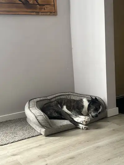 roommate