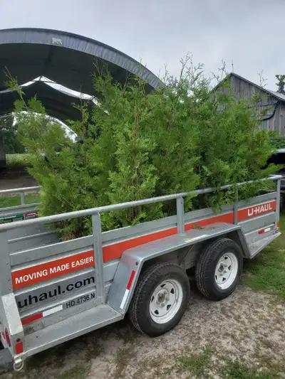 Fast Growing Natural Privacy! Eastern White Cedar Trees 3-15ft Perfect for privacy hedges! Pick up,...