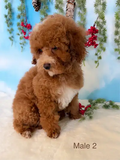 Pure Toy poodles FULLY VACCINATED, TRAINED, View more
