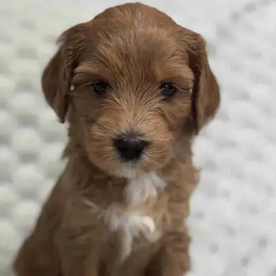 Guardian Home Opportunity! Female Goldendoodle and Bernedoodle, View more