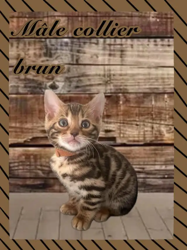 chaton bengal pure race enregistré Tica in Cats & Kittens for Rehoming in Victoriaville - Image 6