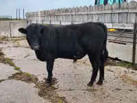 Yearling black limo bull