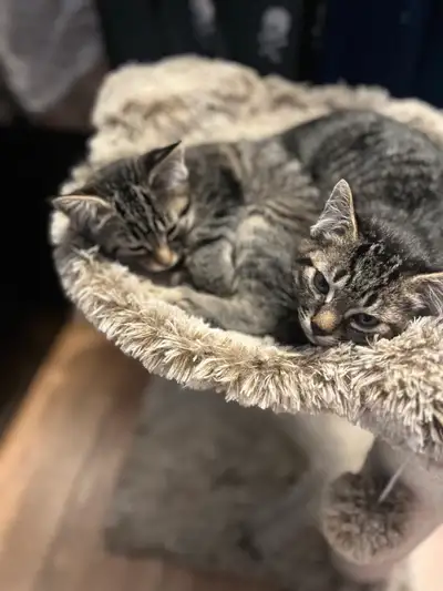 Manx & Tabby Kittens For Sale, View more