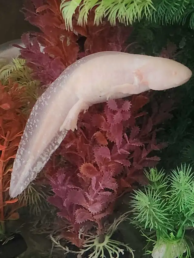 Baby Axolotls  in Reptiles & Amphibians for Rehoming in Oshawa / Durham Region - Image 3