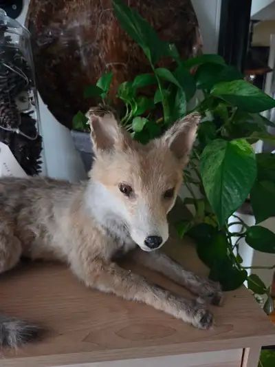 Taxidermy fox. Condition shown in photos. Pick up downtown