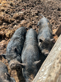 FREE Male Pot Bellied Pigs
