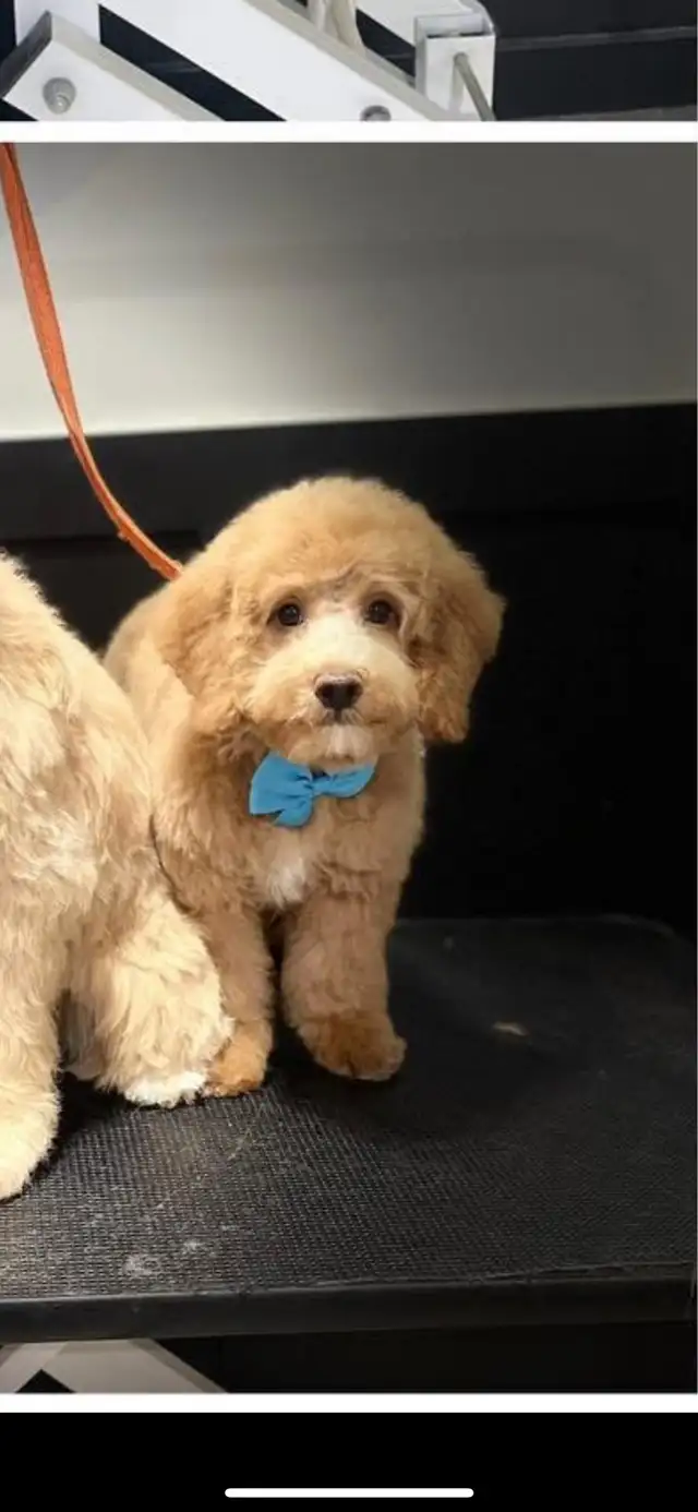 Only 3 left!! Mini F1bb and 1 F1b standard Goldendoodles in Dogs & Puppies for Rehoming in Winnipeg - Image 2