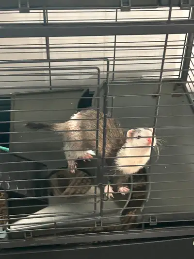 Deux femelles furet à vendre avec accessoires., View more