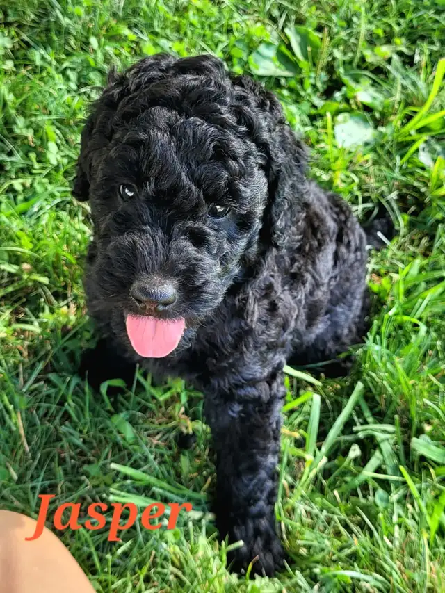 F1BB Goldendoodle Puppies in Dogs & Puppies for Rehoming in Brantford - Image 8