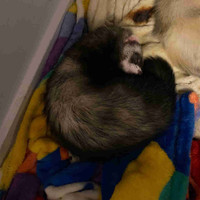 Looking to rehome Ferret 
