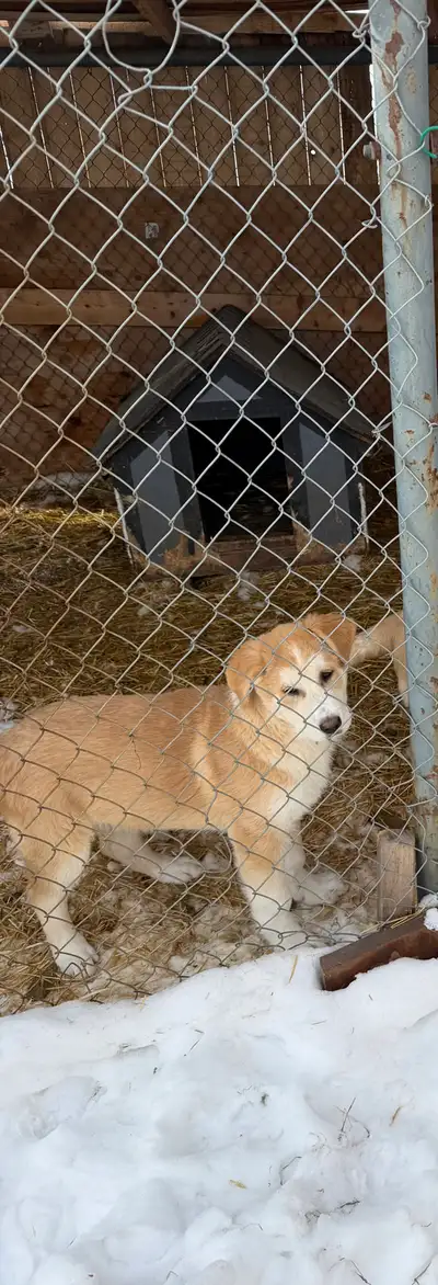 Great Pyrenees / German Shepherd, View more