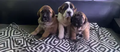 Saint Bernard x sharpie puppies, View more
