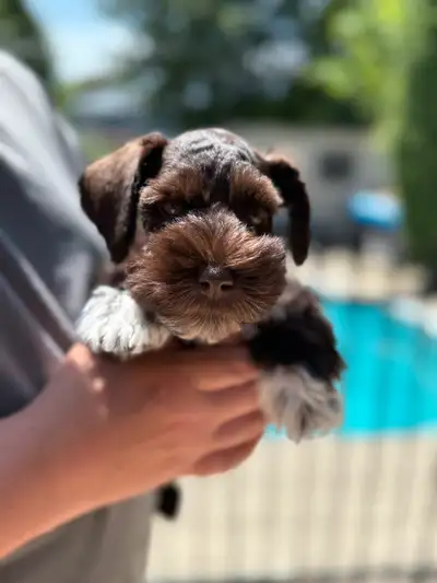 Schnauzer mini , View more