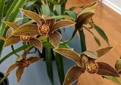 cymbidium, View more