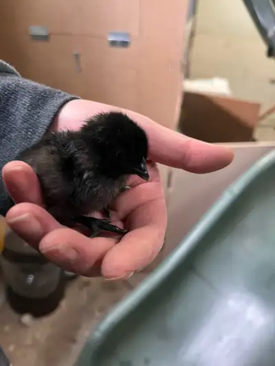 Ayam cemani hatching eggs - Must order ahead (1-2 weeks) Dozen eggs- $100 Half dozen - $55 Day olds...