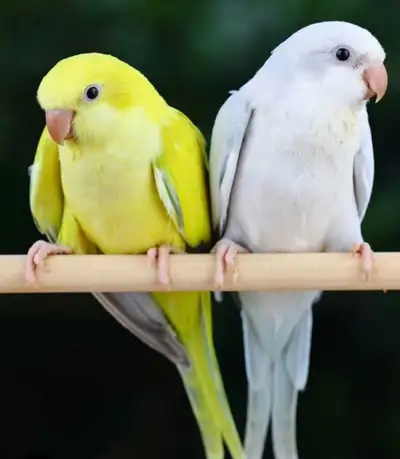 Beautiful Bonded Quaker Pair Looking for a Forever Home, View more