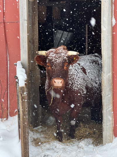 Red Dexter Cow + Calf Pair, View more