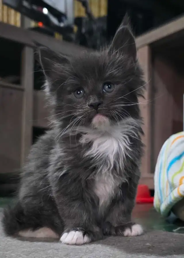 Maine Coon male 3 mois. Enregistré bleu tabby