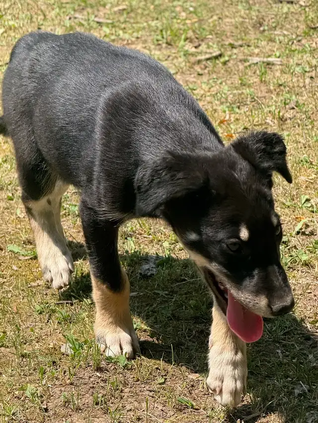 4 german short haired pointer mix pups available now in Dogs & Puppies for Rehoming in Ottawa - Image 3