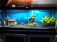 50 gallon fish tank
