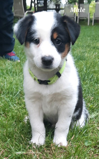 Blue heeler/ Australian Shepard