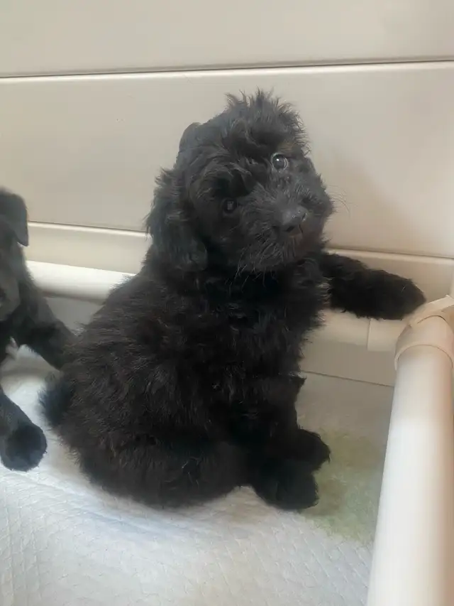 puppies looking forever home in Dogs & Puppies for Rehoming in Mississauga / Peel Region - Image 6