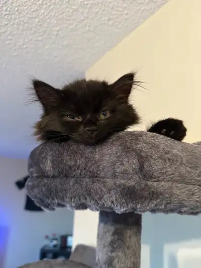 long haired kitten, View more