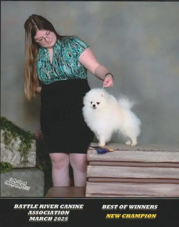 CKC Registered Pomeranians in Dogs & Puppies for Rehoming in Edmonton - Image 3