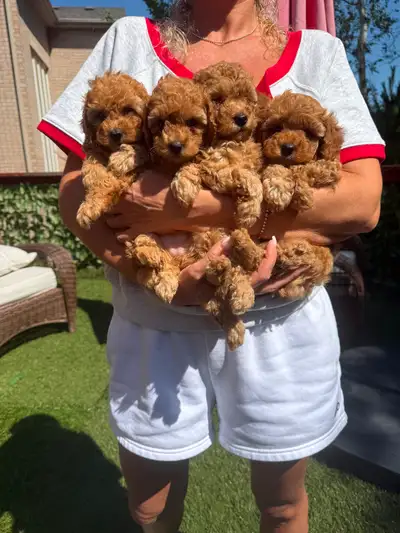 Toy poodle puppies, View more
