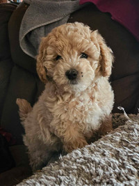 2 male Toy Poodle puppys