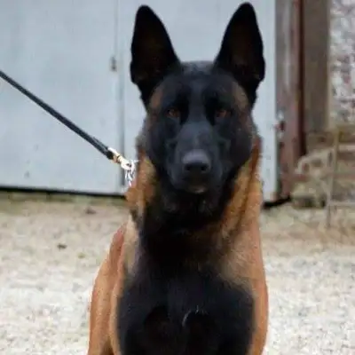 CKC Reg. Malinois  puppies for Sale, SPRING 2026, On parle le FR, View more