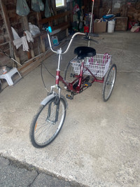 Adult Trike