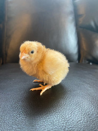 12 buff orpington chicks available - day old 