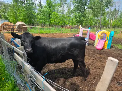 If you are looking for bottle-fed, farm-raised, organic beef, then this black beauty is just what yo...