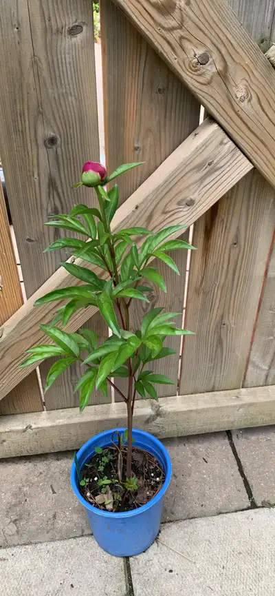 Peony Plant ‘ Karl Rosenfield’, View more