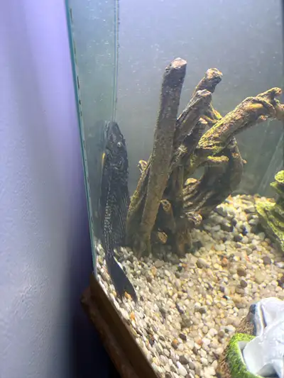 huge plecostomus , View more