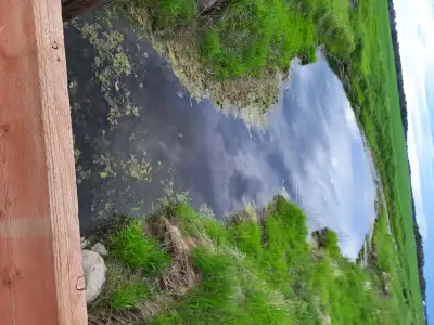 Land for sale this spring, 13.9 acres , Thorhild area, has a creek run down the east side, all along...