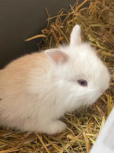 Looking to take in some Rabbits in need of a home, View more