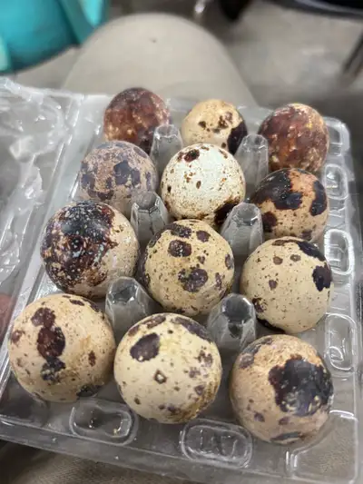 Coturnix quail hatching eggs $5 dozen Pick up in Embro