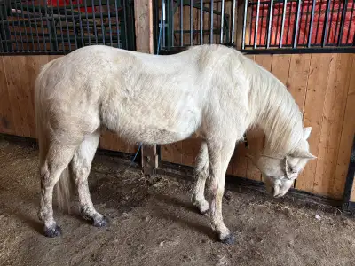 Flashy AQHA Gelding, View more