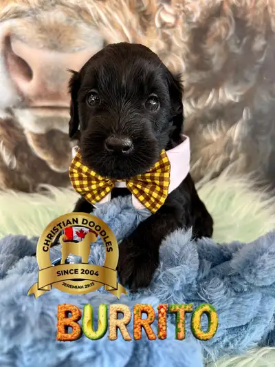 WHOODLES soft coated wheaten terrier -poodle, View more