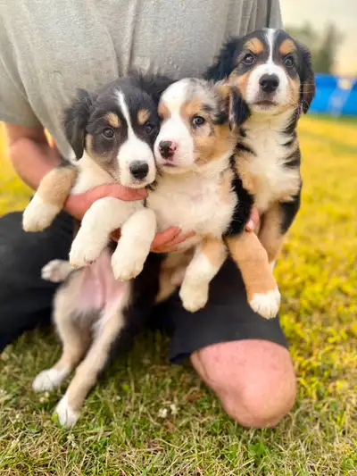 Purebred Australian Shepherd puppies for sale!  3 left, View more