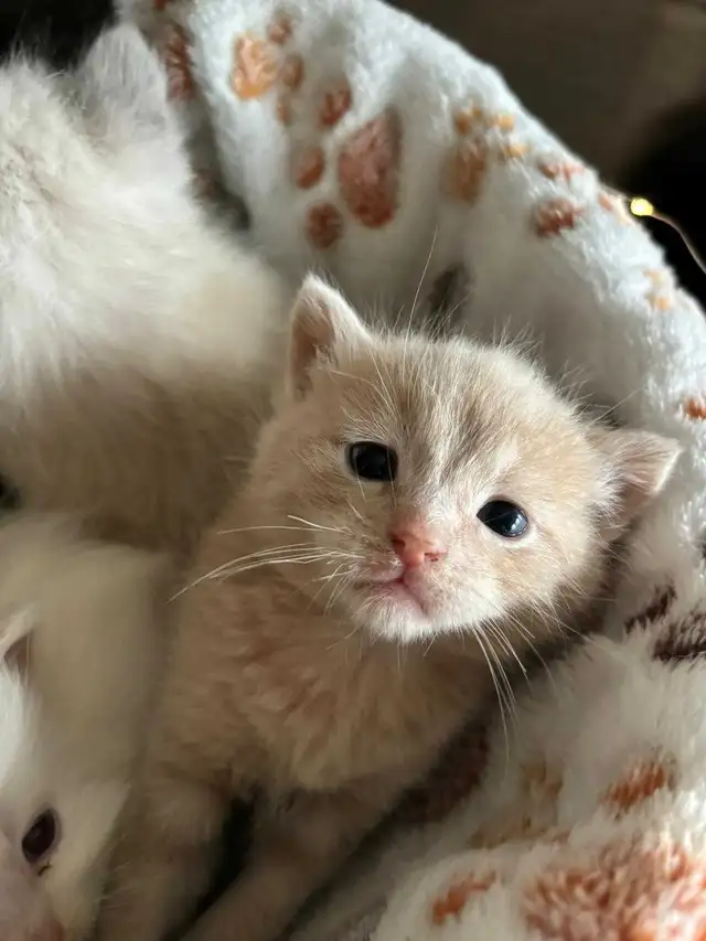 adorable half ragdoll kitten