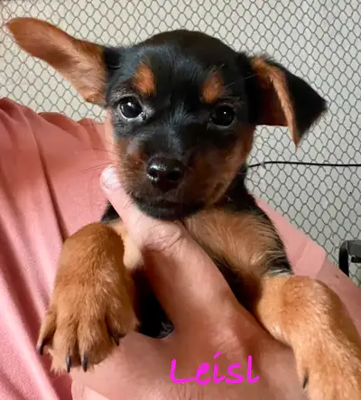 In Battleford TOMORROW (Saturday) ONLY 10 week old female yorkie chihuahua cross puppy. Born June 7,...