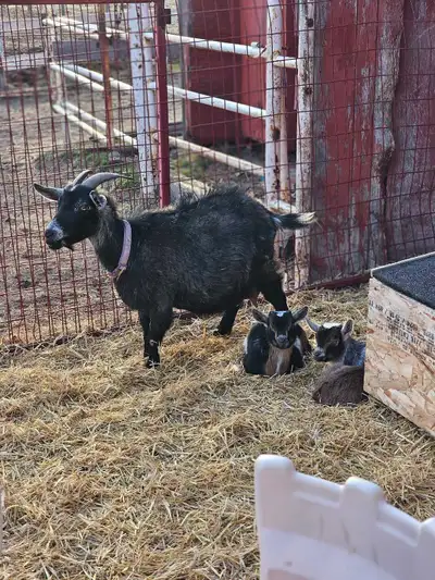 Available: Mama Scribbles, ND (unregistered) in milk, with her bucklings Cameron and Branden - she i...