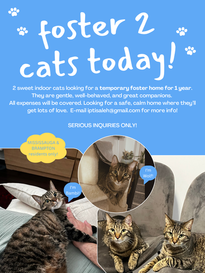 2 sweet cats for adoption! - Brampton & Mississauga!, View more
