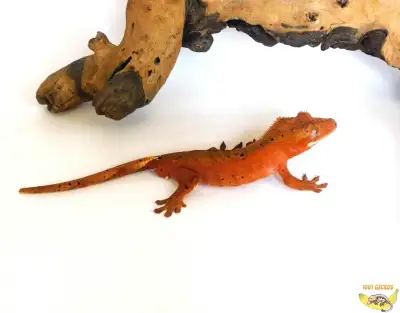 High End Crested Geckos -  many to choose from!, View more