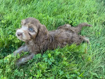 cockapoo , View more